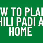 how-to-plant-chili-padi-at-home