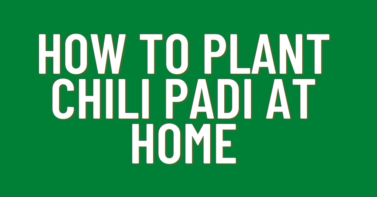 how-to-plant-chili-padi-at-home