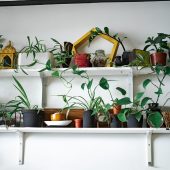 The shelf is full of plants on the wall. Scandinavian interior design