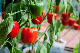 How-To-Plant-Capsicum-At-Home-in-steps