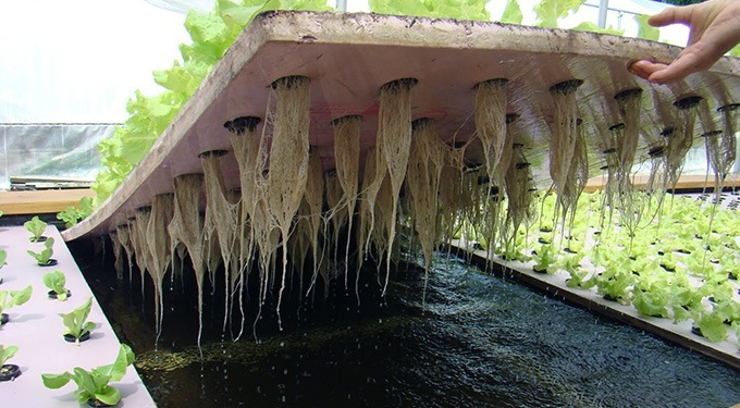 Water-culture-systems