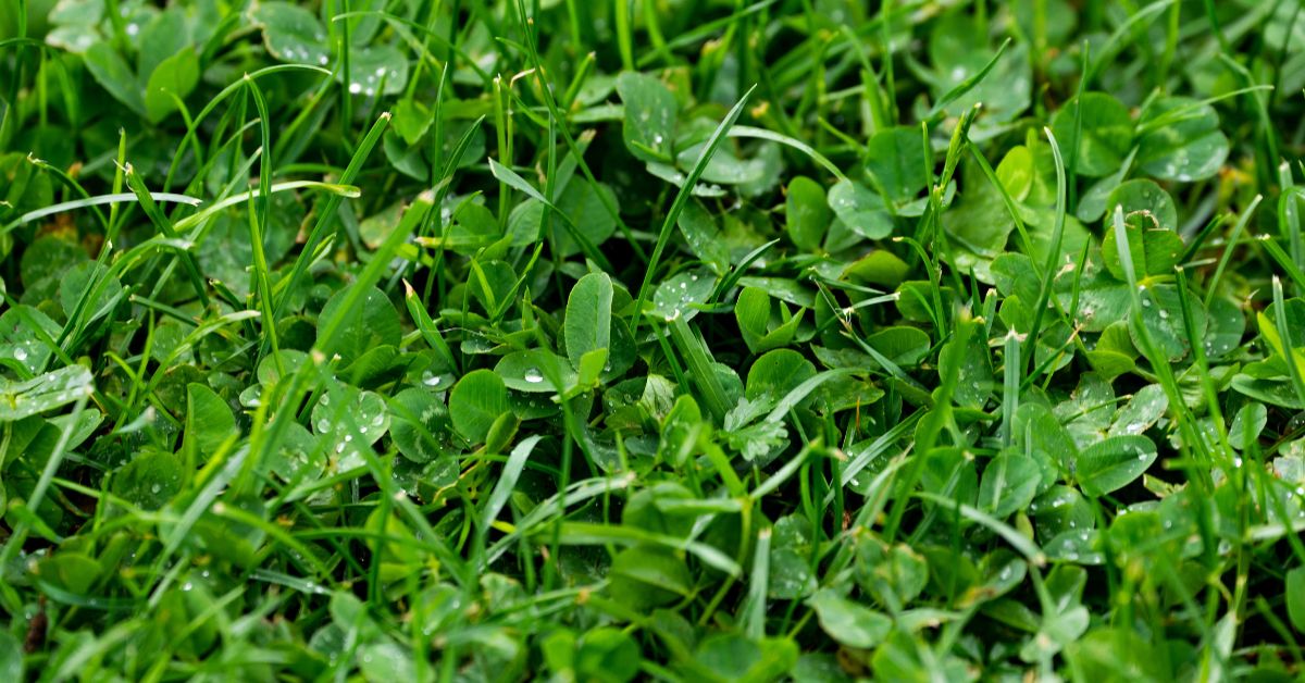 How-To-Control-Clover-On-Lawn-clover