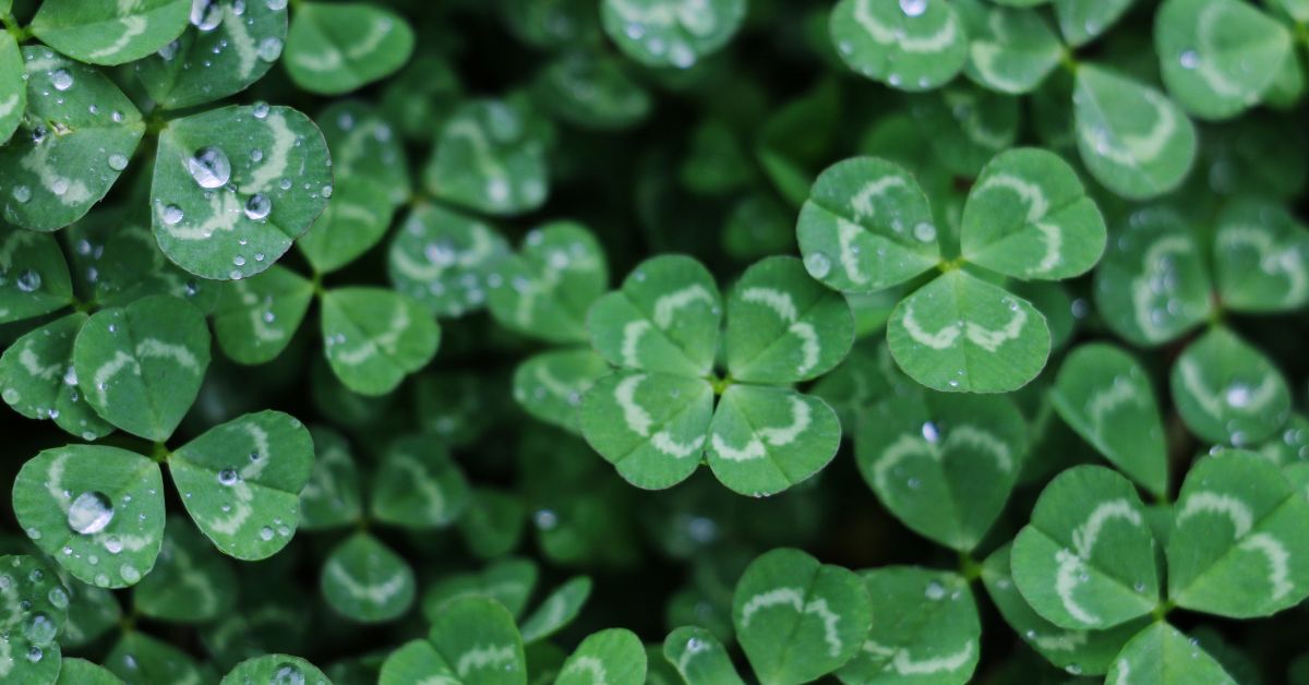 How-To-Control-Clover-On-Lawn