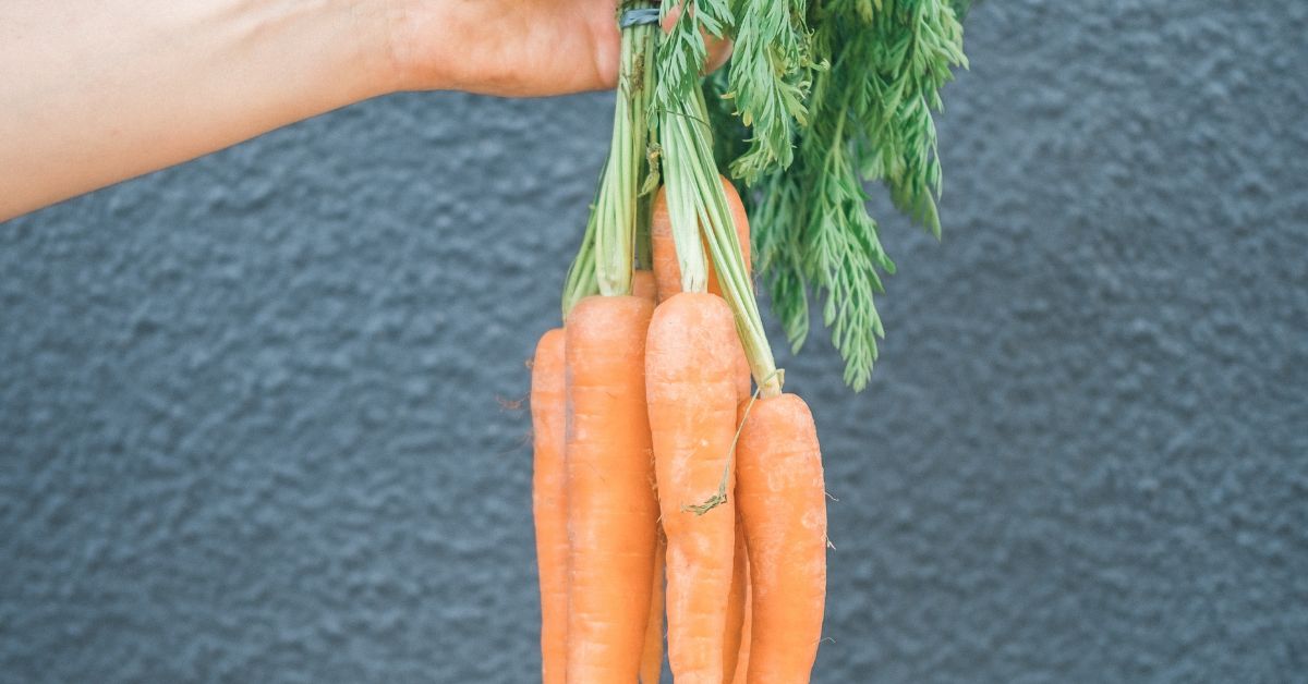 How-To-Grow-Carrots-From-Carrots-grow