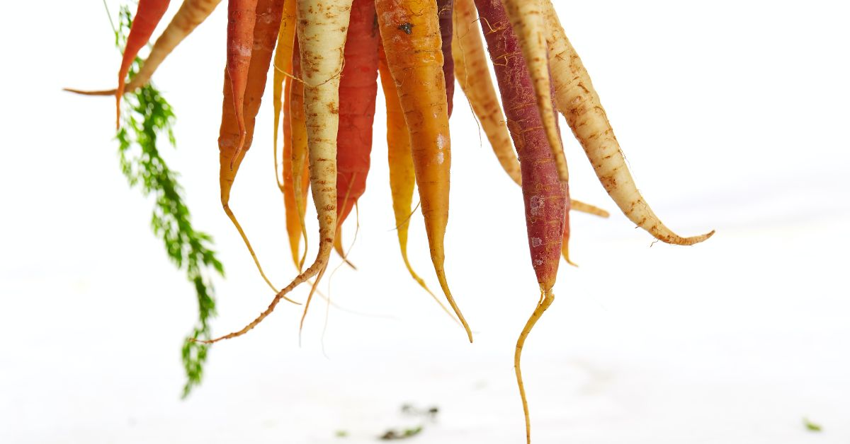 How-To-Grow-Carrots-From-Carrots