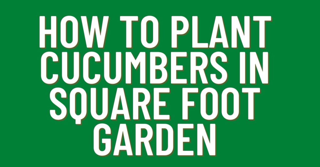 How-To-Plant-Cucumbers-In-Square-Foot-Garden