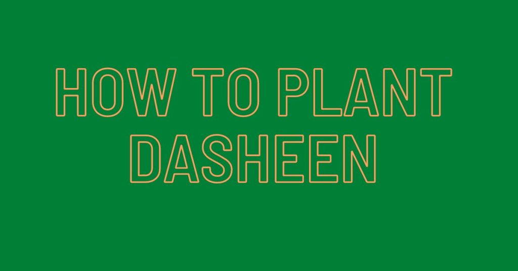 How-To-Plant-Dasheen