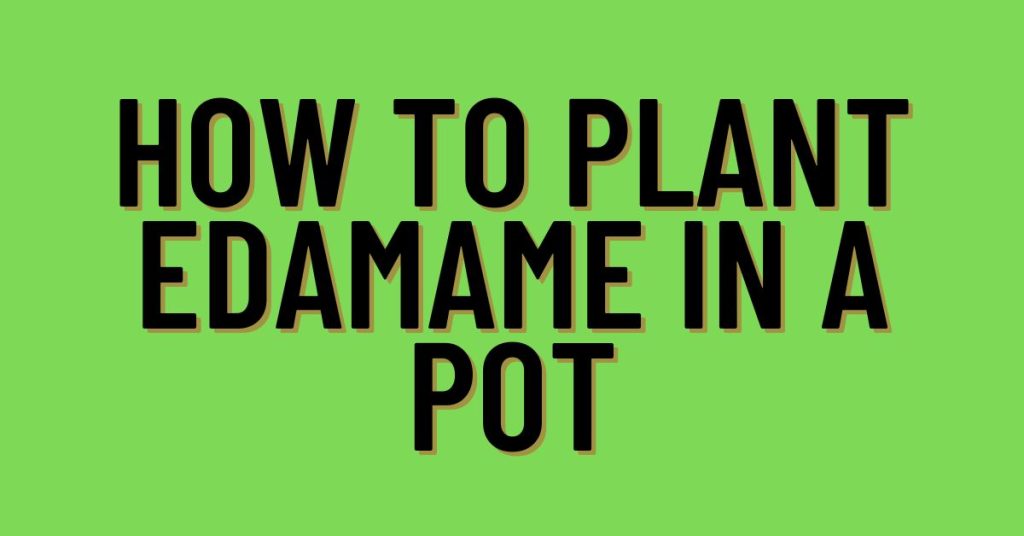 How-To-Plant-Edamame-In-A-Pot
