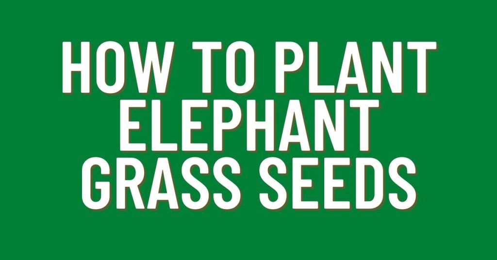 How-To-Plant-Elephant-Grass-Seeds