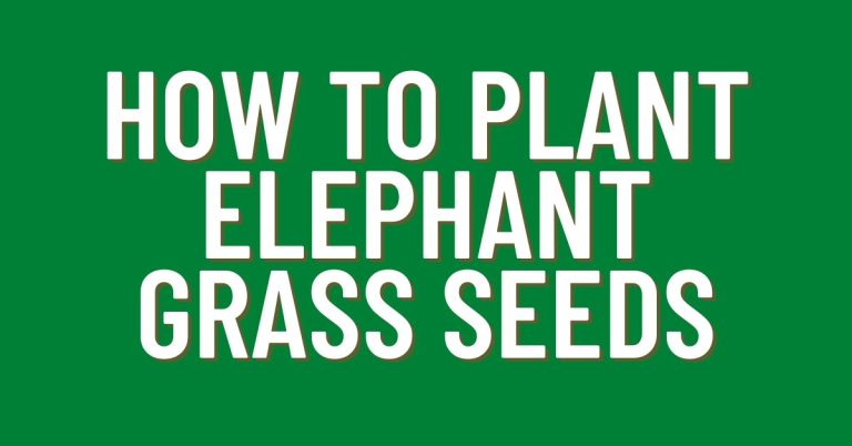 how-to-plant-elephant-grass-seeds-plantjudo