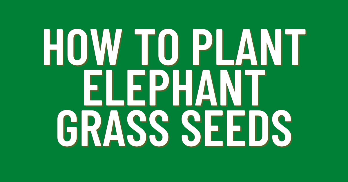 How To Plant Elephant Grass Seeds | PlantJudo