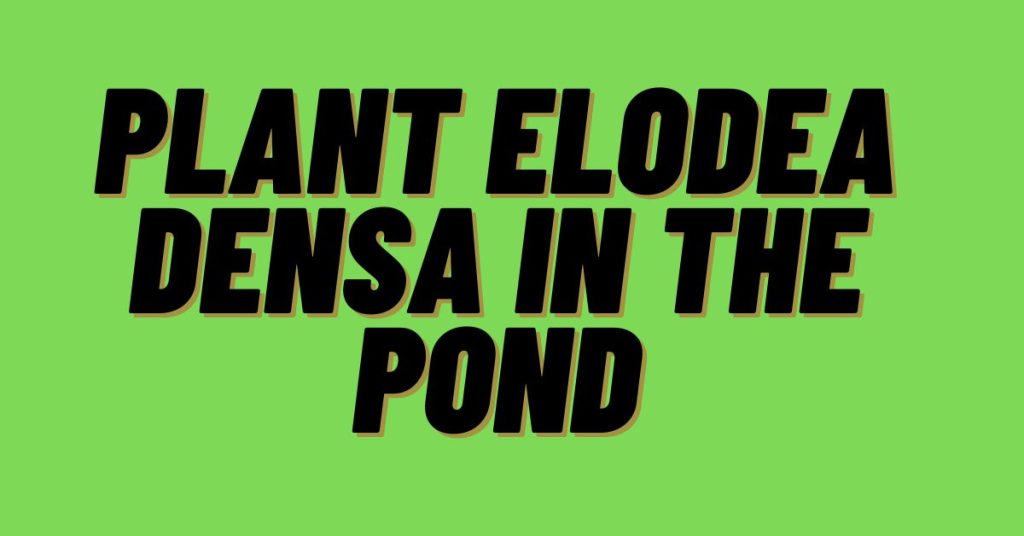 Plant-Elodea-Dense-In-The-Pond