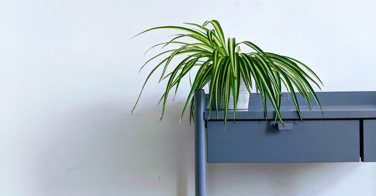 different-types-of-spider-plant-judo