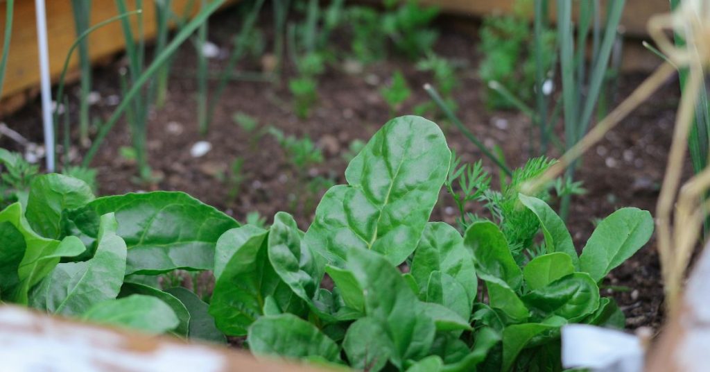 how-to-grow-lettuce-from-scraps-grow-lettuce