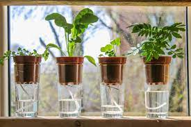 Best plants for self watering pots