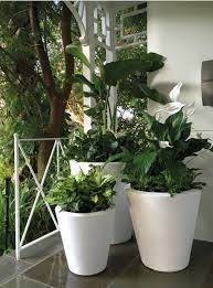 plants that grow well in self watering pots