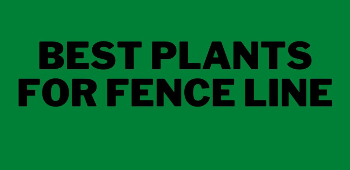 Best-Plants-for-Fence-Line