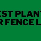 Best-Plants-for-Fence-Line
