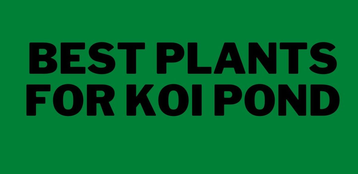 Best-Plants-for-Koi-Pond