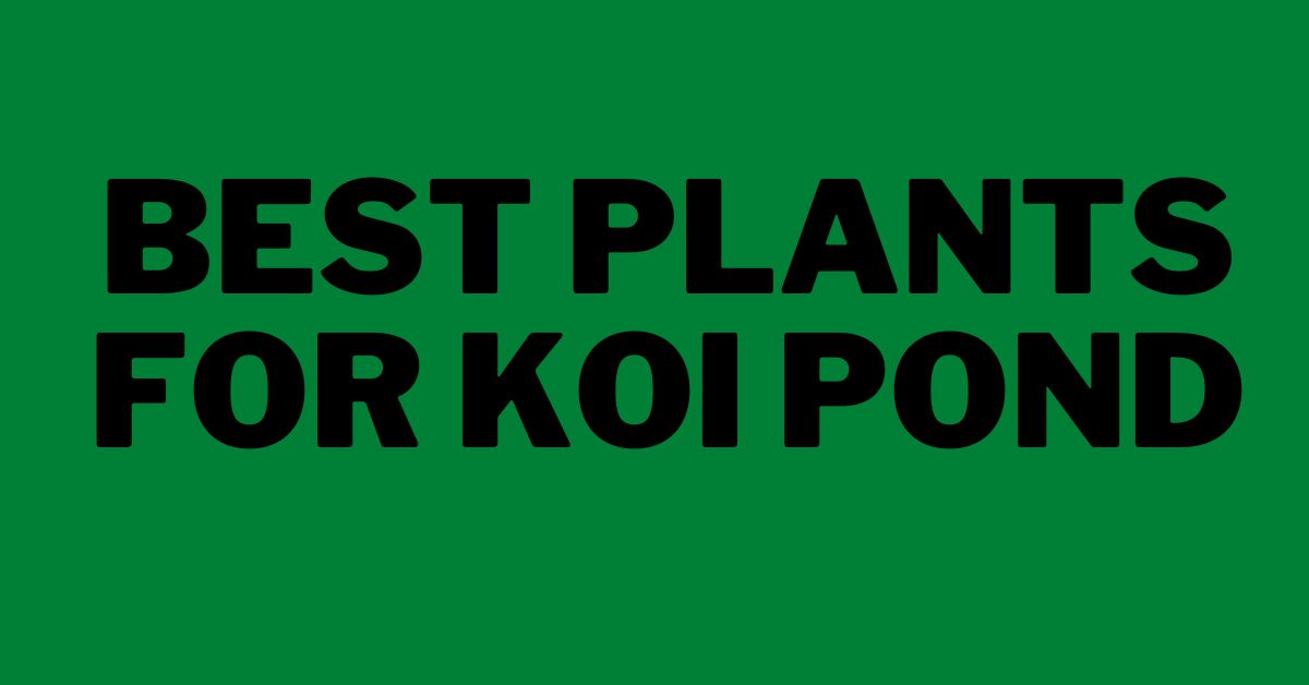 Best-Plants-for-Koi-Pond