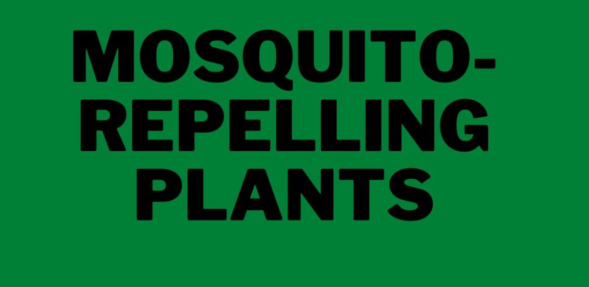 Mosquito-Repelling-Plants