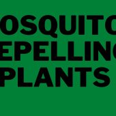 Mosquito-Repelling-Plants