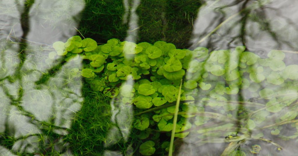 Plant-Creeping-Jenny-In-Pond