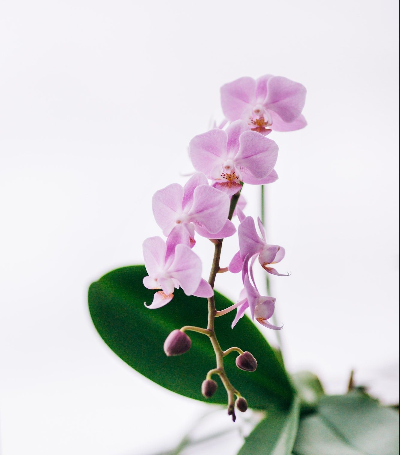 A branch of a blooming pink Orchid on a white background. Indoor plants on the windowsill