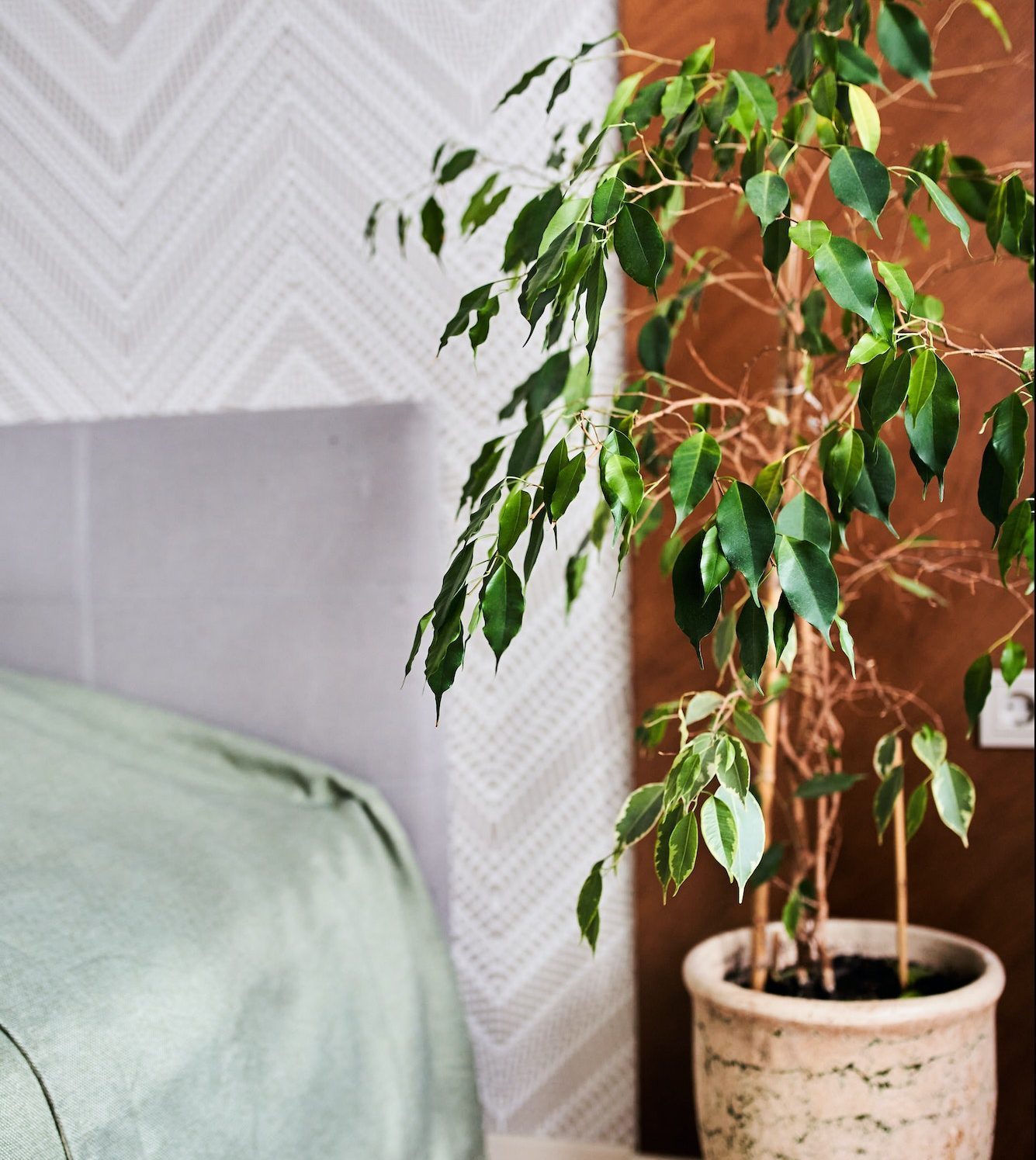 A corner in the bedroom with a bed and a large green ficus plant in clay pot.