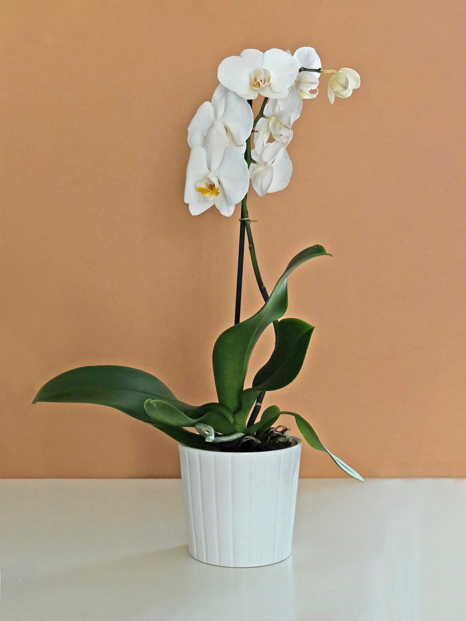 /Nominated/ Blooming orchid plant. Phalaenopsis orchid.