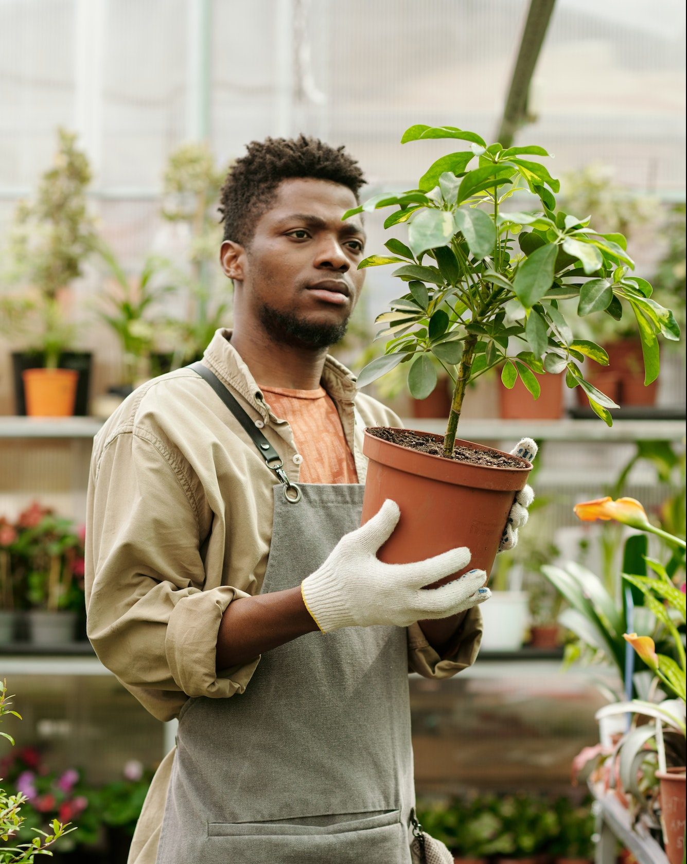 Gardener examining potted plant in shop