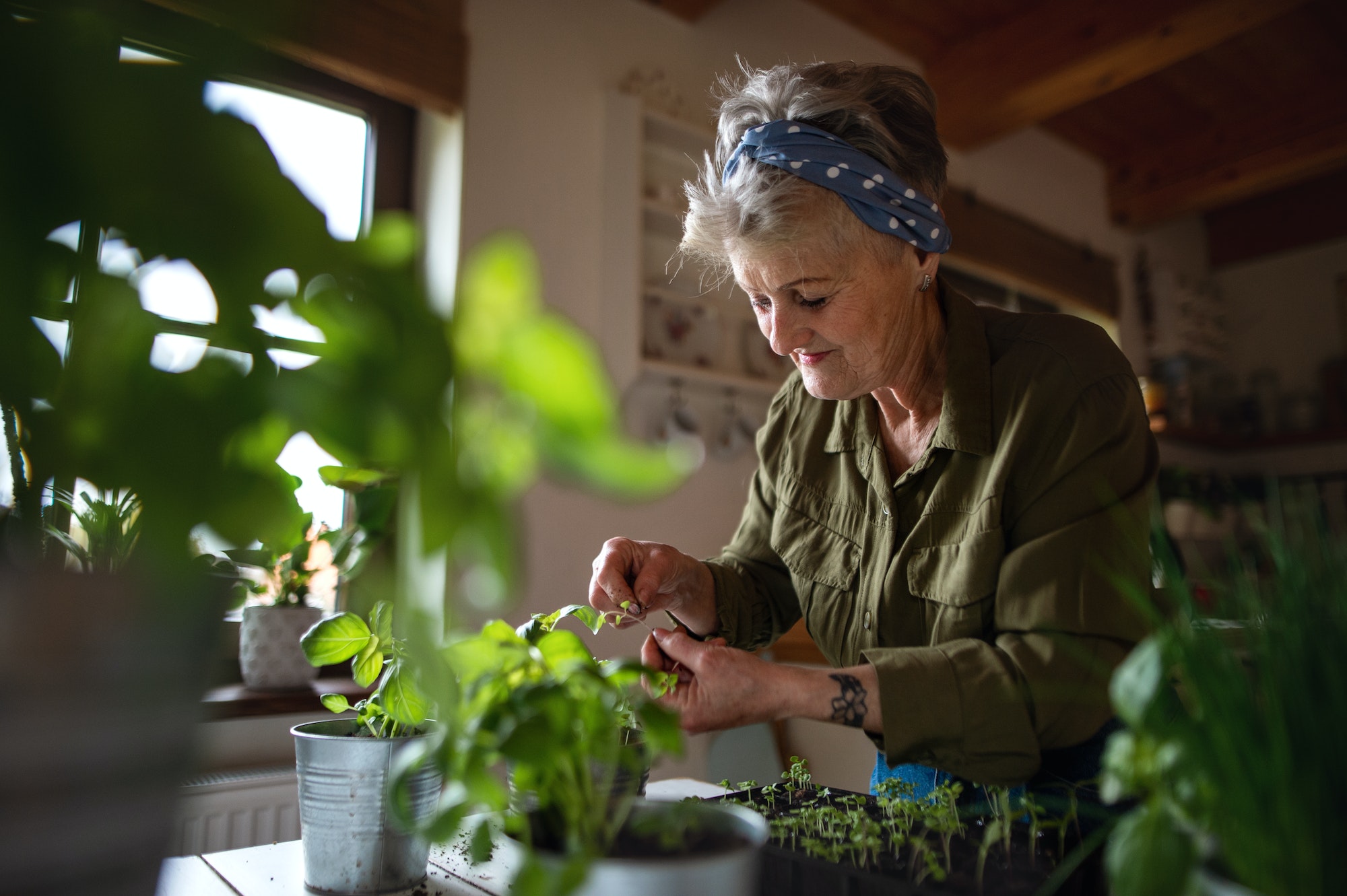 Happy senior woman indoors at home, planting herbs