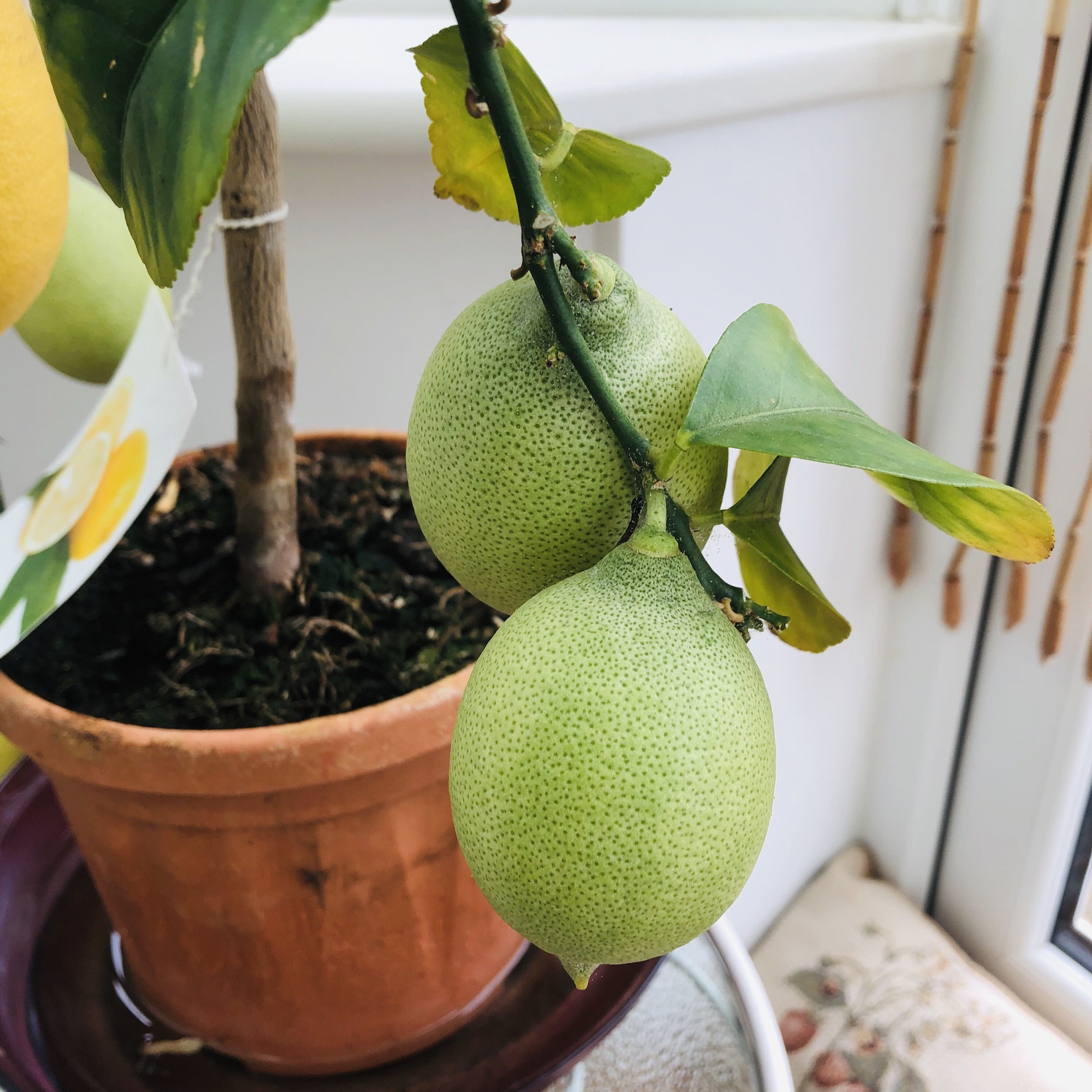 Lemon tree plant growing indoors
