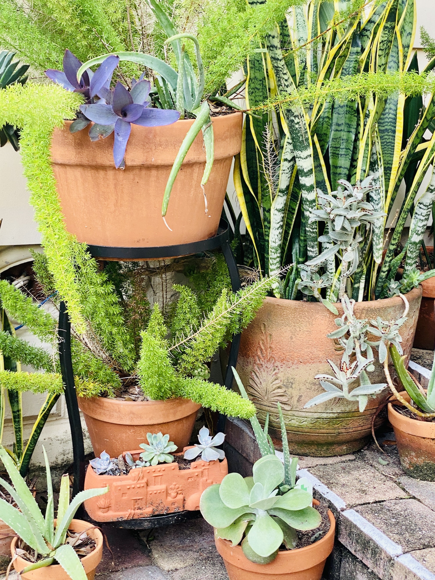 Terracotta potted plants on plant stands in backyard