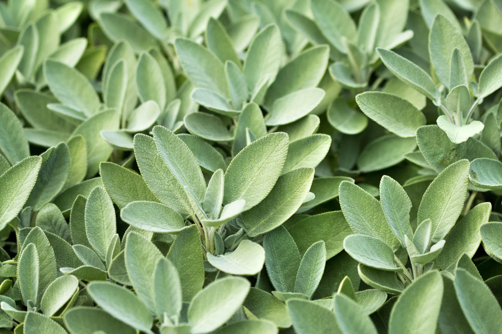 Best Plants To Repel Mosquitoes sage