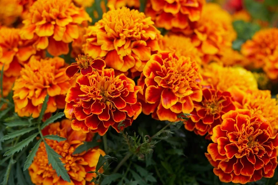 Best Plants To Repel Mosquitoes Marigolds