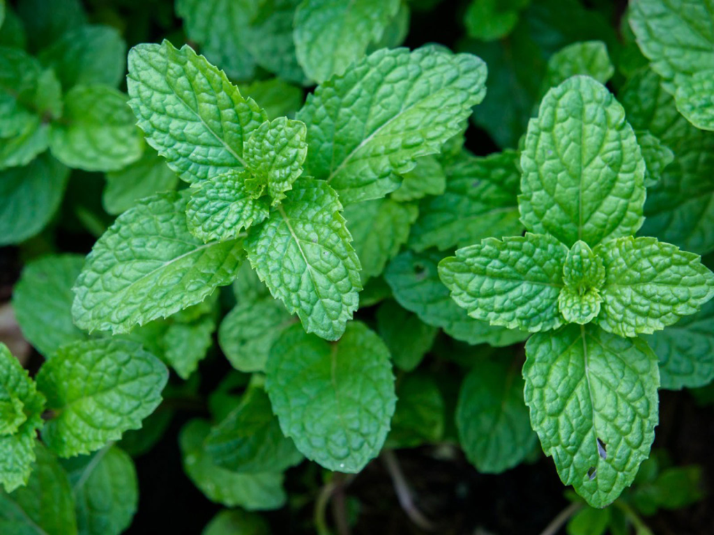 Best Plants To Repel Mosquitoes Peppermint