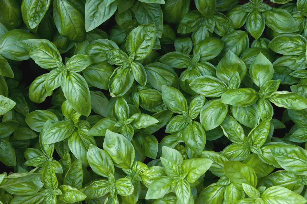 Best Plants To Repel Mosquitoes Basil