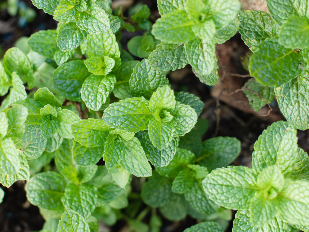 Best Plants To Repel Mosquitoes Mint