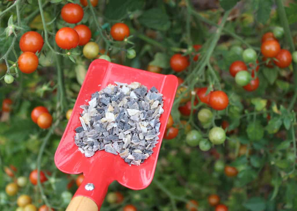 Best Fertiliser for Tomatoes Plants Tomato Planting