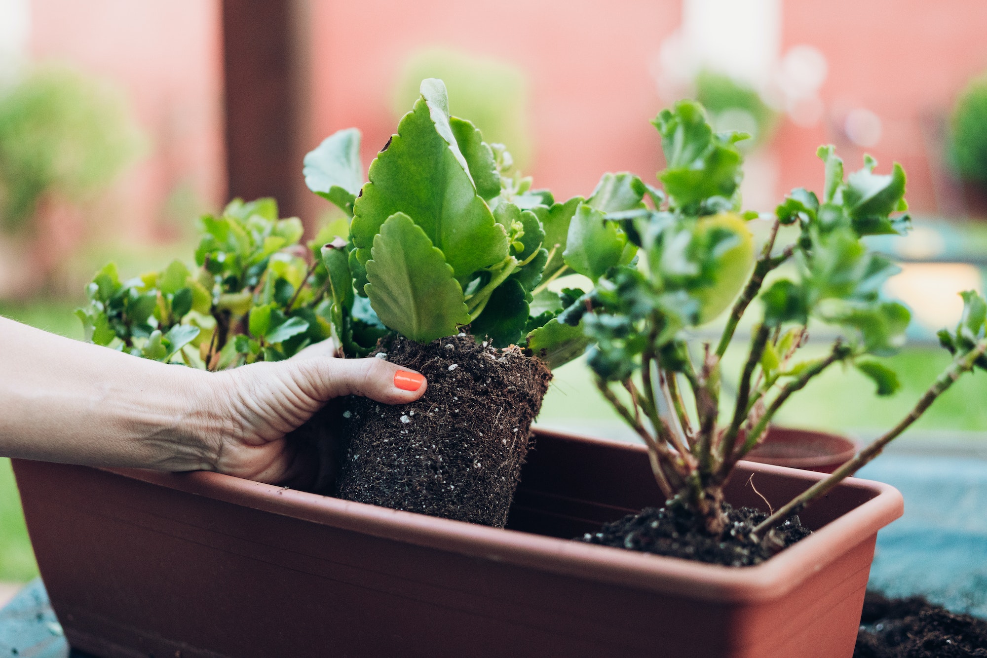 A woman's hands planting a plant in a rectangular pot