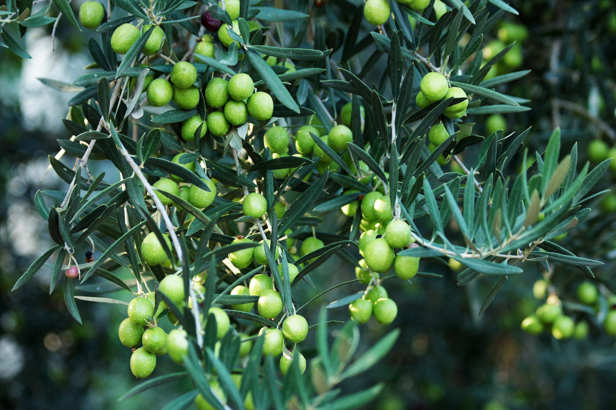 Close up of green olives on olive tree.