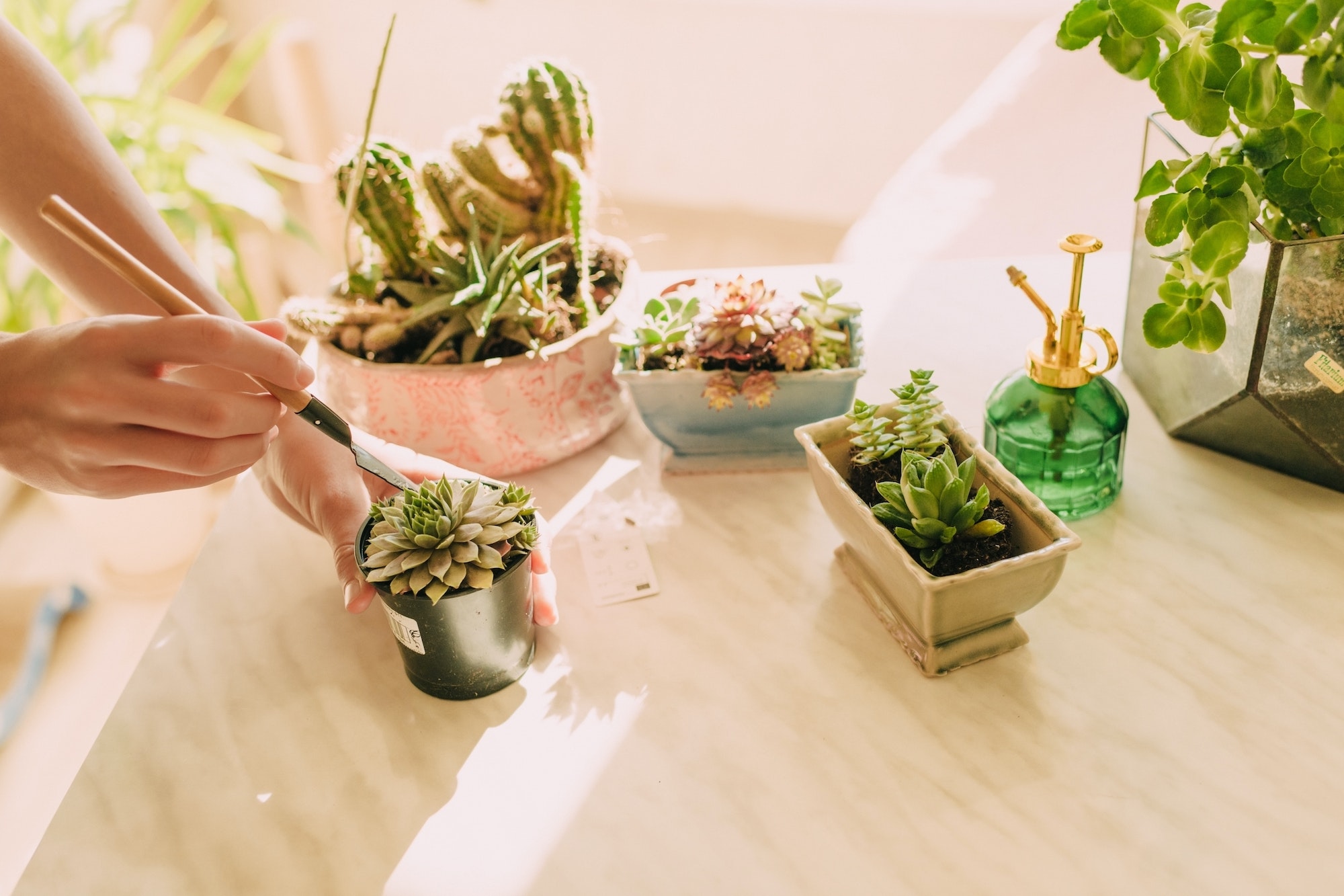 home plants, succulents and cacti, transplant plants into pots