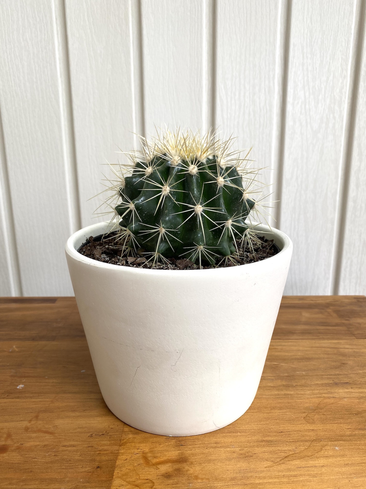 Isolated cactus plant