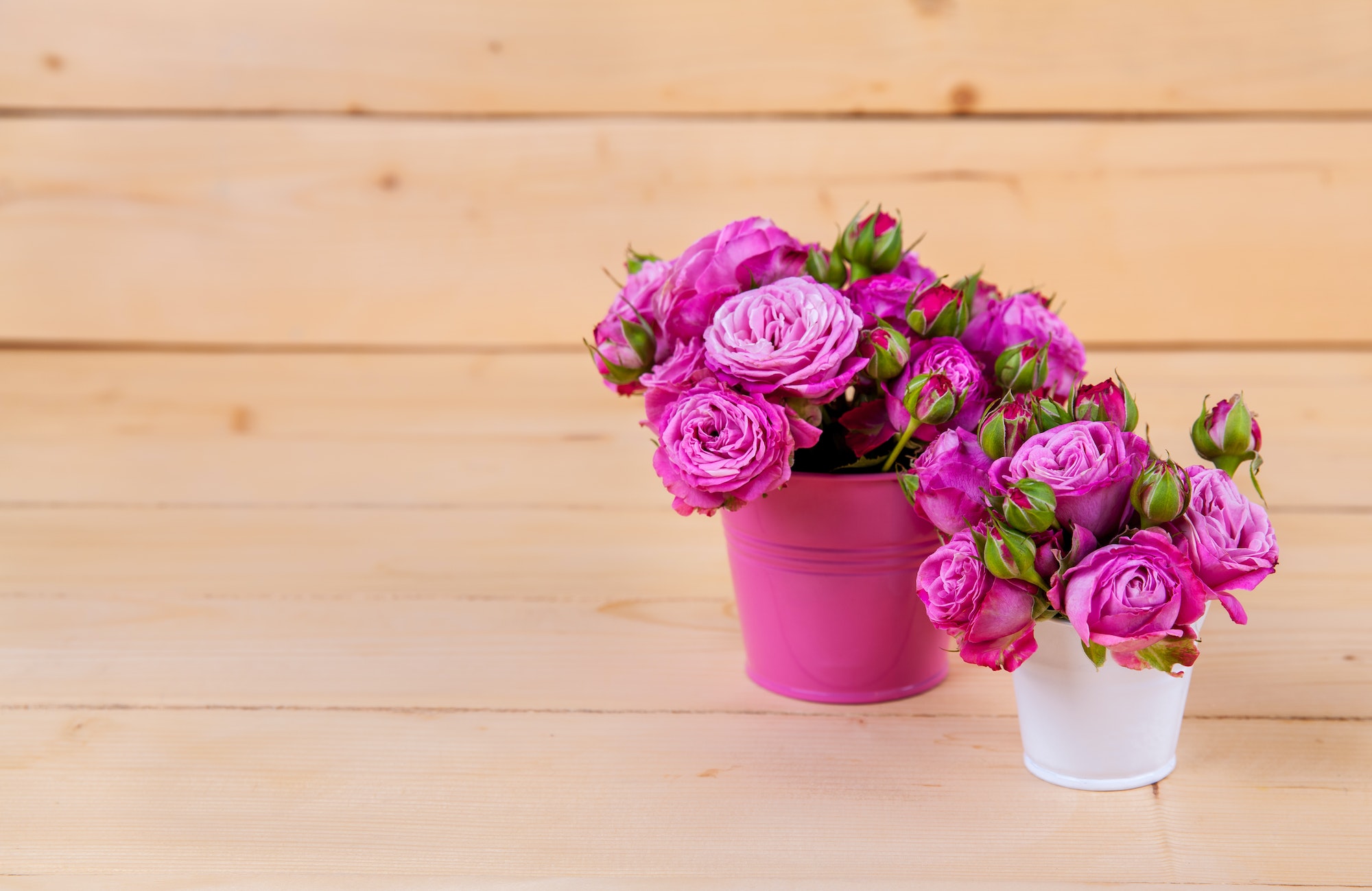 Pink roses in a vase on wooden background