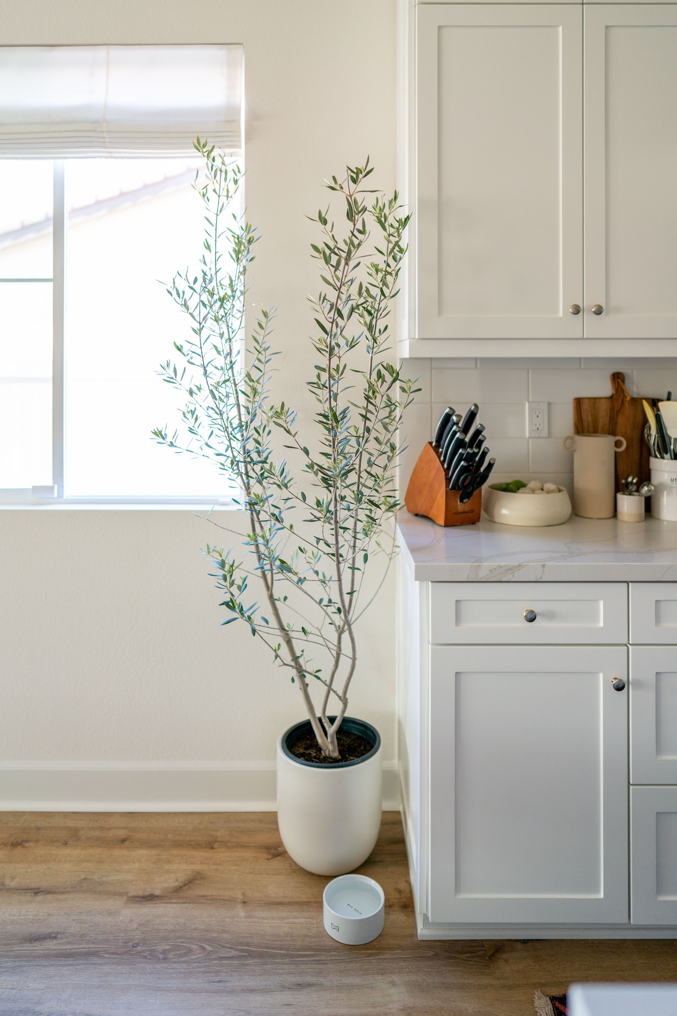 Pretty Indoor Olive Tree in Kitchen