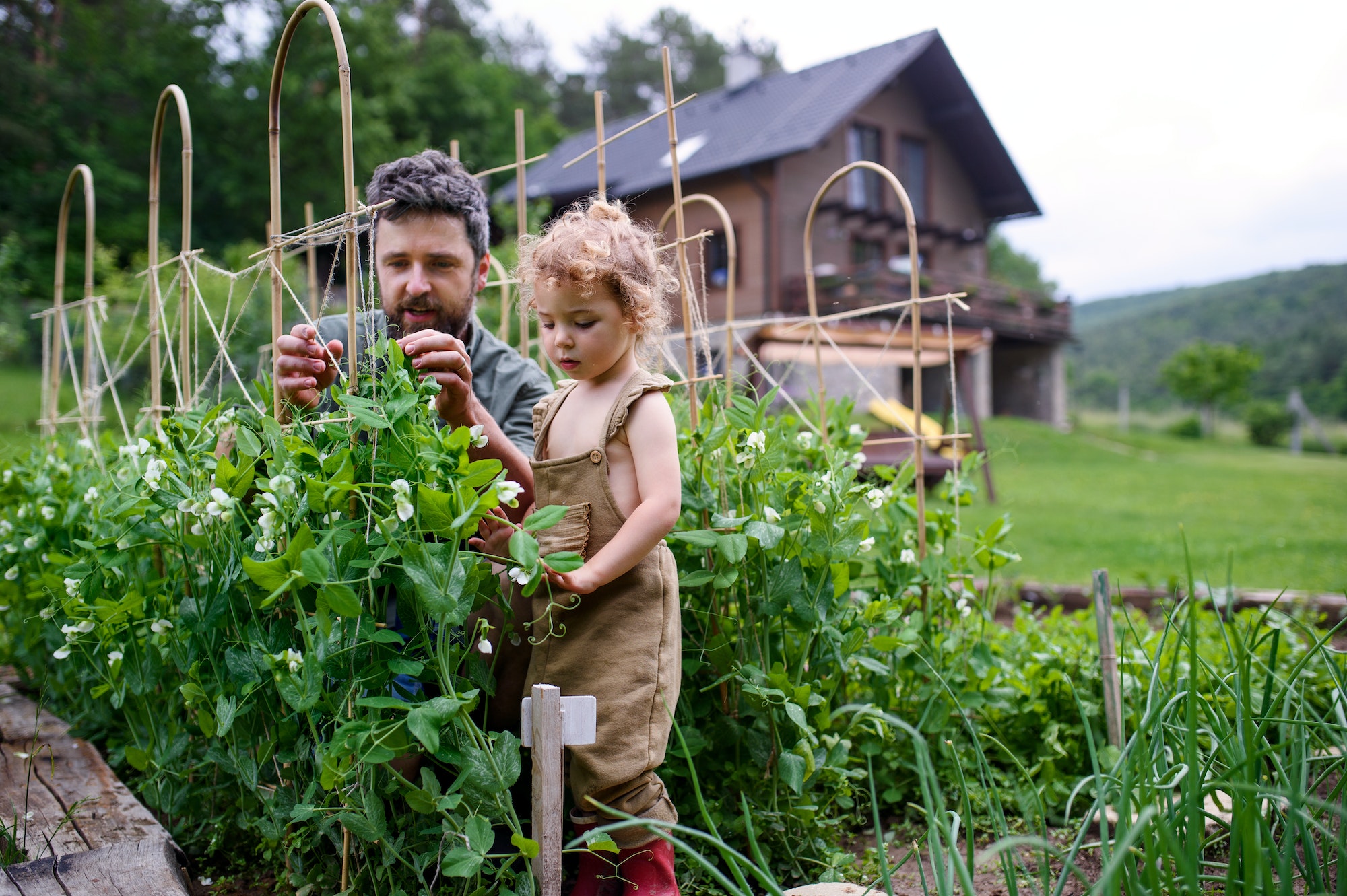 Small girl with father working in vegetable garden, sustainable lifestyle