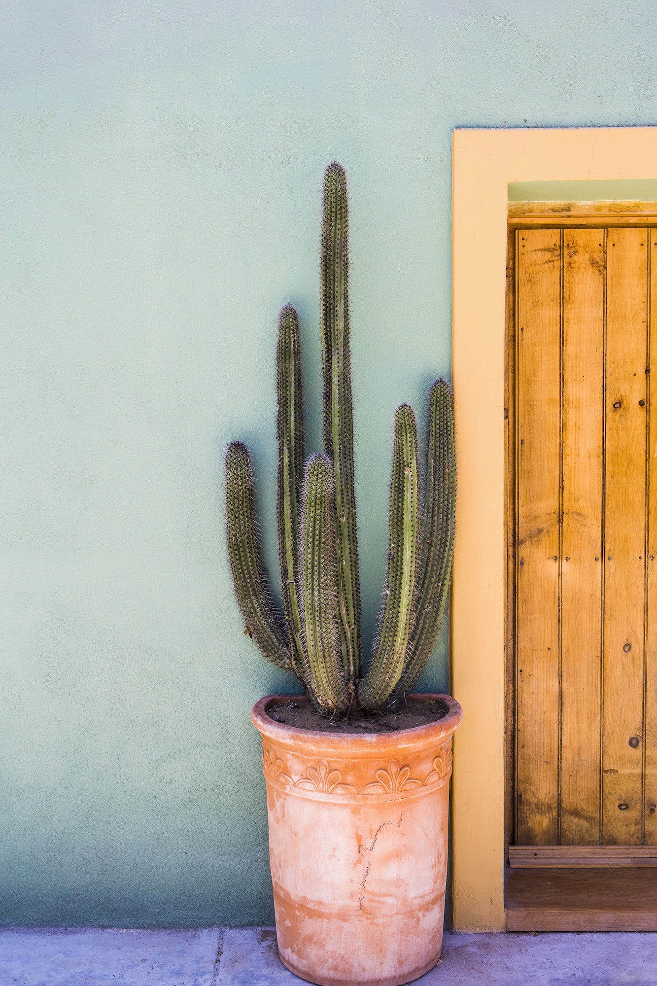 Tall cactus in a pot on a terrace
