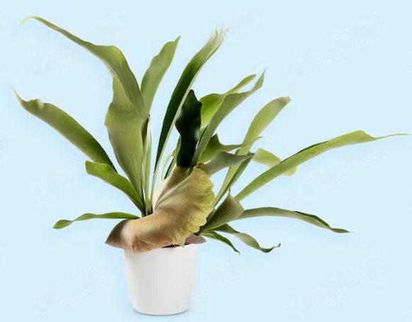 Best Potted Plants 