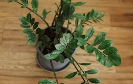 Indoor Plants for Allergies